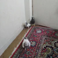 یهودی قهوای ابلق سبز گلدمن ُسبز|پرنده|شیراز, فاضل|دیوار