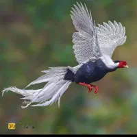 خروس زینتی فرانسوی سیلوربسیارزیبا یکساله