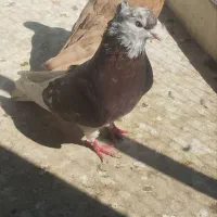 کفتر غریب مفت