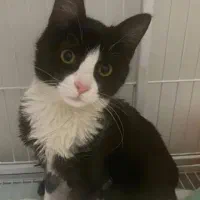 گربهdsh واگذاری رایگان