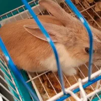 خرگوش بامزه و شیطون|موش و خرگوش|ری, دولتآباد|دیوار