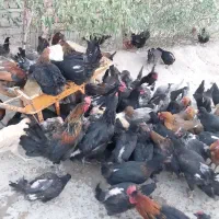 فروش مرغ محلی تخم گذار|حیوانات مزرعه|قم, شهرک مهدیه (مدرس)|دیوار