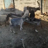 چپش جفتی 8200|حیوانات مزرعه|آبدانان, |دیوار