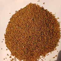 بذرریونجه همدانی