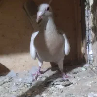 ماده خطی لیمویی|پرنده|شال, |دیوار