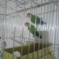 طوطی کوتوله برزیلی