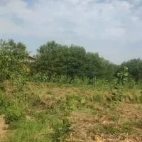 فروش زمین باغی زیرقیمت برای کاشت درخت|فروش زمین و ملک کلنگی|ضیابر, |دیوار