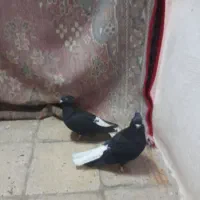 پرنده جفت اشعل|پرنده|اهواز, کیان اباد|دیوار