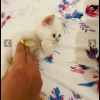 گربه بریتیش