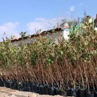 نهال پسته درجه یک