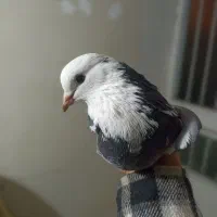 کفتر کبوتر|پرنده|رشت, یخسازی|دیوار