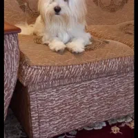 دختر خانم خوشگل به فروش میرسد