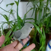 کوتوله برزیلی