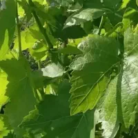 سبزی خورشتی تازه امروز ۲۴اردیبهشت کیلو ۶۹ و دلمه