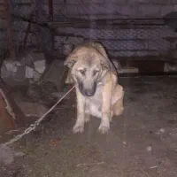 سگ پنجدر پنج ماهه نر ۵ ماهه