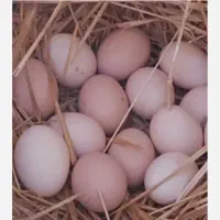 تخم لاری از بهترن نسل های لنگ در و یاکوزا و..