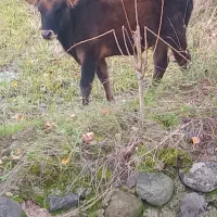 یک راس گاو همراه با گوساله ای نر