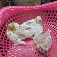 جوجه عروس هلندی لوتینو|پرنده|رامهرمز, |دیوار