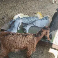 کهره ترکی|حیوانات مزرعه|شیراز, بید زرد|دیوار