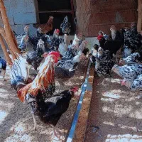 تخم مرغ نطفه دار نژاد گلین پنگوئنی ولری
