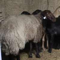 فروش قوچ همو