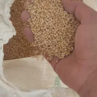 گندم برای حیوون وپرنده|لوازم جانبی حیوانات|داران, |دیوار