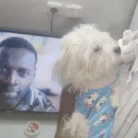 سگ شیتزو|سگ|کرمان, |دیوار