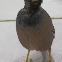 مرغ مینای گمشده