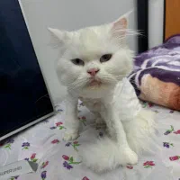 گربه نیاز به امداد فوری