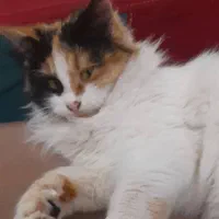 واگذاری گربه