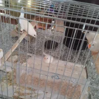 سلام چهارعددفنج بنگالی فروشی
