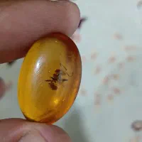 کهربا مهمان دار مورچه دار