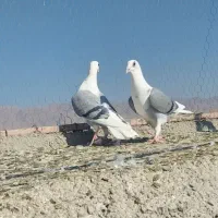 پشت گراف ماده|پرنده|رادکان, |دیوار