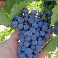 10هکتار زمین کشاورزی چاه اختصاصی مرودشت