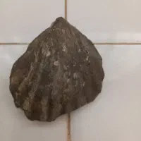 فسیل|کلکسیون اشیاء عتیقه|مشهد, سیس‌آباد|دیوار