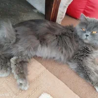 ماده گربه پرشین