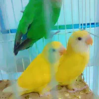 طوطی برزیلی|پرنده|دزفول, |دیوار