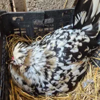 تخم نطفه دار گلین لری اصل|حیوانات مزرعه|رودبنه, |دیوار