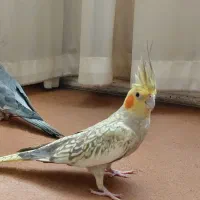 عروس هلندی گل باقلی ماده ۶/۱۷درمحله امیرآبادگمشد|پرنده|مشهد, امیر آباد|دیوار