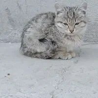 واگذاری رایگان بچه گربه