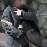 دنبال سگ ماده عقیم نشده غیر آپارتمانی هستم