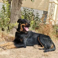 سگ روت وائلر