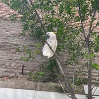 گمشده طوطی کاکادو