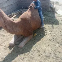 لوک سواری‌ومهاری‌مناسب‌گله‌شیش‌دندان‌رودباری‌اصیل