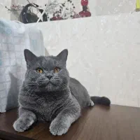 گربه بریتیش اصیل