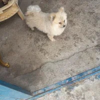 پامرین ۱۰ ماهه