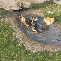 فالیواش|حیوانات مزرعه|شفت, |دیوار