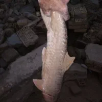 ماهی سرخه هندیجان|ماهی|هندیجان, |دیوار