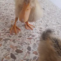 سه اردک سه چهار ماهه