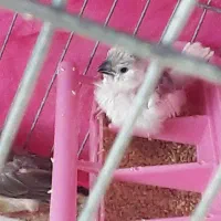 فنچ با جوجه|پرنده|اصفهان, بوستان ناژوان|دیوار
